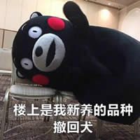 熊本熊表情包 熊本熊表情包